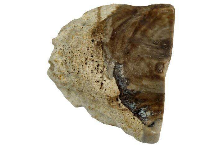 Fossil Triceratops Shed Tooth - Montana #352053